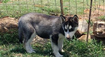 Siberian Husky