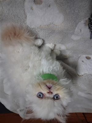Persian kitten