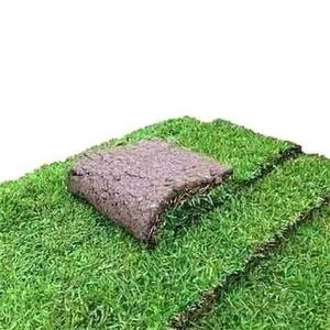 Kikuyu grass lawn