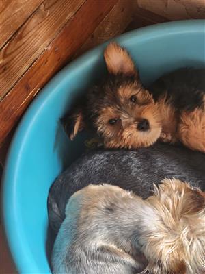 Yorkshire terriers
