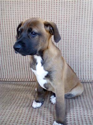 boston terrier x labrador