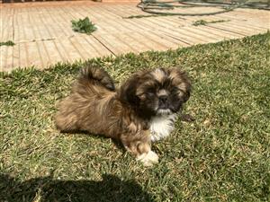 ShihTzu puppy for sale 