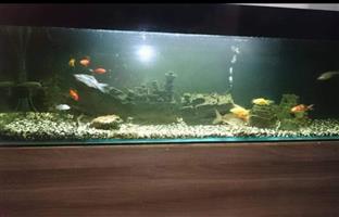 6ft Fishtank with Accesories
