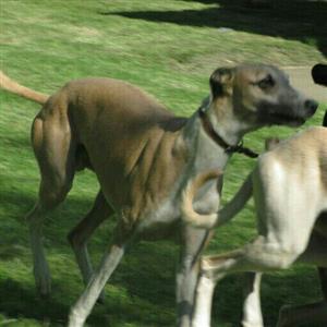 whippets pups