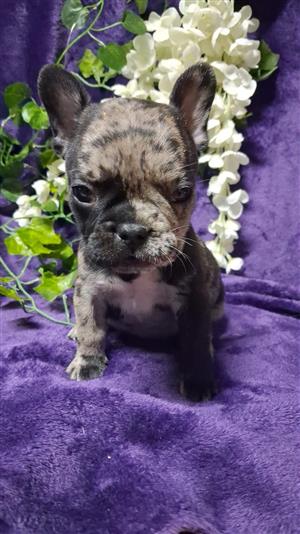 Exotic French Bulldog Puppies 