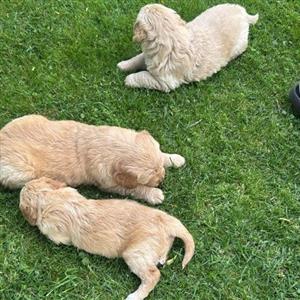 Golden Retriever pups