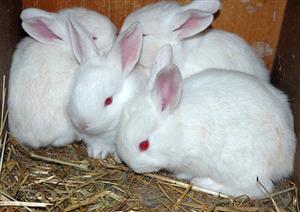 New Zeeland White Rabbits for sale