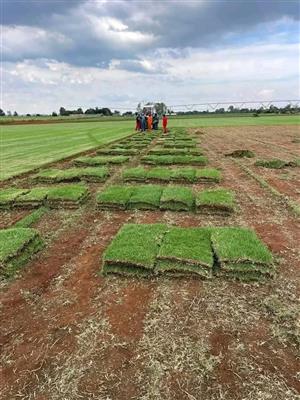 Lm grass and kikuyu grass