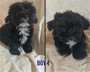 Morkie pups