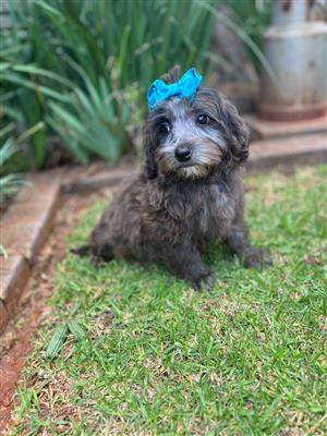 Stunning yorkipoo males available 