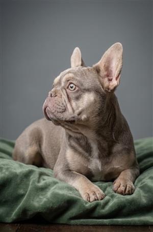 Gorgeous Exotic French bulldog male puppies available