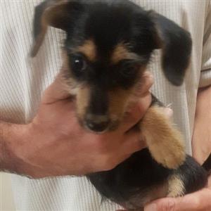 Mini Dacshund X Yorkie