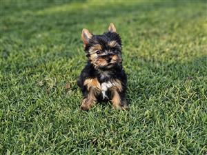 Yorkies