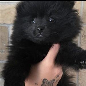Toypom puppies