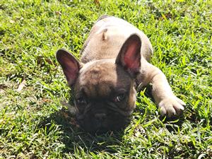 French bulldog female