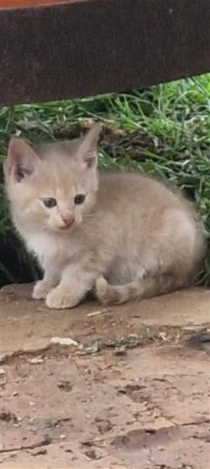 Maincoon light ginger