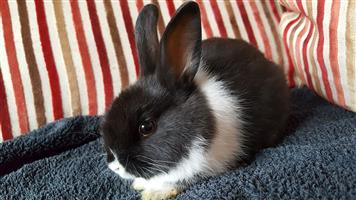 Beautiful baby Jersey wooly/Netherland dwarf rabbits for sale
