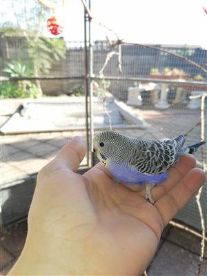 Budgies for sale. Male adult budgies and Baby Budgies 4-6 weeks
