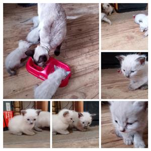 Siamese kittens 