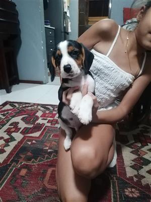 Beagle puppy for sale