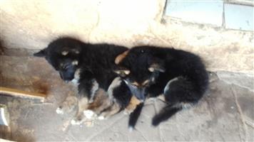 German shephard