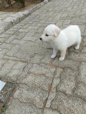 Puppies Swees Shepard