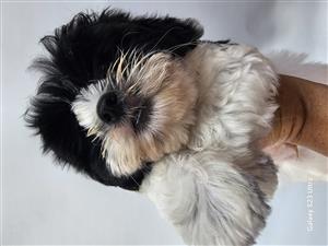 Shih tzu boy