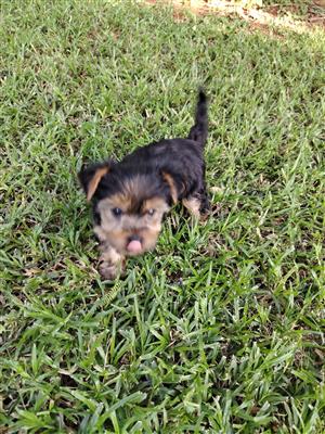 Adorable Yorkie females