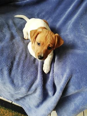 Jack Russell puppies