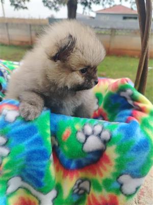 Gorgeous Dollface miniature toypoms available