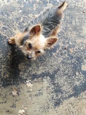 Female Yorkie for sale