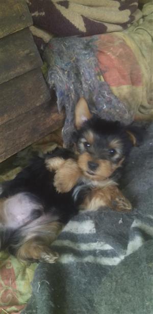 Yorkie PUPPIES for sale