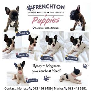 Frenchton puppies