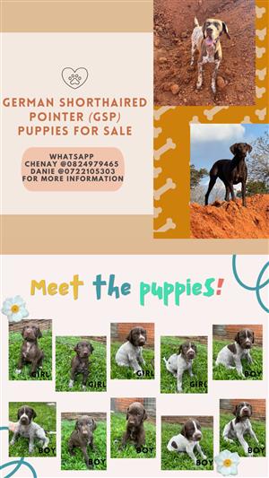 German Shorthaired Pointer (GSP) puppies for sale