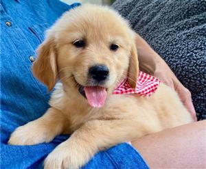 Golden retriever puppies for sale