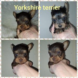 Teacup and pocket yorkie females and male