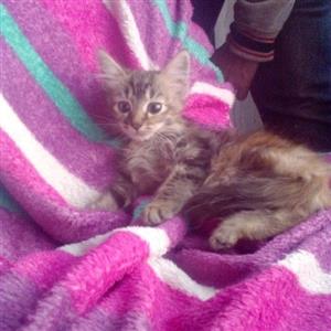Maine Coon x kittens