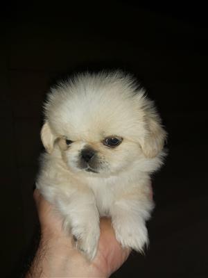 White Picanese Pup