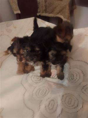 Yorkshire Terrier Puppies (For Sale)