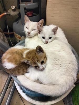 Ragdoll Cross kittens x 2