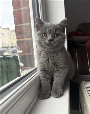 british short hair kittens