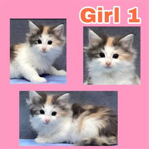 Maine coon kittens available 