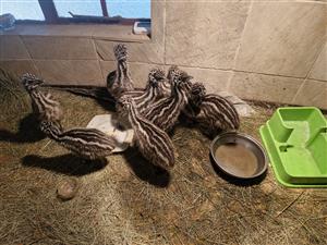 Emu Chicks For Sale