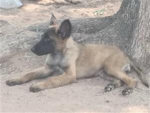 Malinois puppy for sale