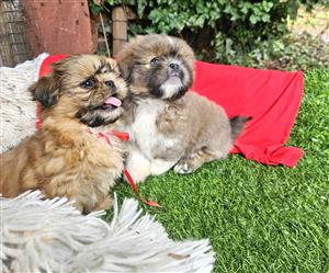 Shih Tzu puppies