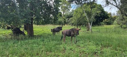 NORTH FACING VACANT LAND in SHILOH LIFESTYLE & COFFEE ESTATE, ONE OF A KIND