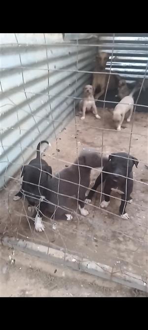Greyhound puppies for sale. 6 males and 3 females . 