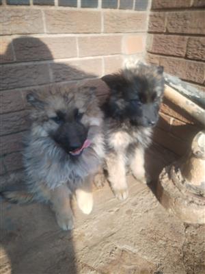 German shepherd puppies 