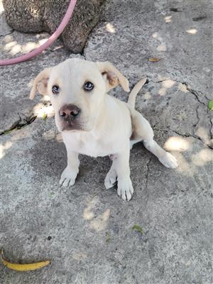 Purebred Labrador male puppy 