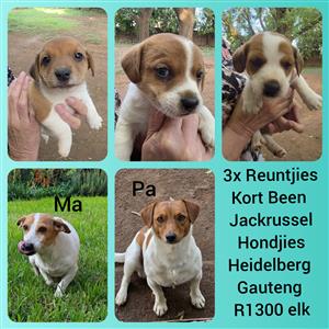 Jackrussel Puppies Shortleg
